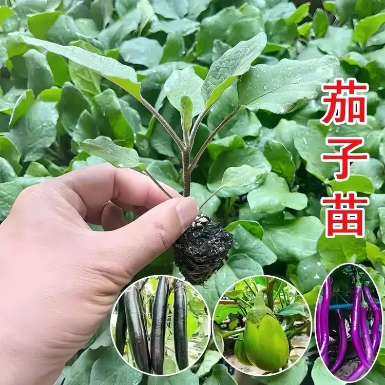 蔬菜苗阳台四季带土茄瓜苗秧紫长茄杭茄一号线茄盆栽茄子苗青圆茄