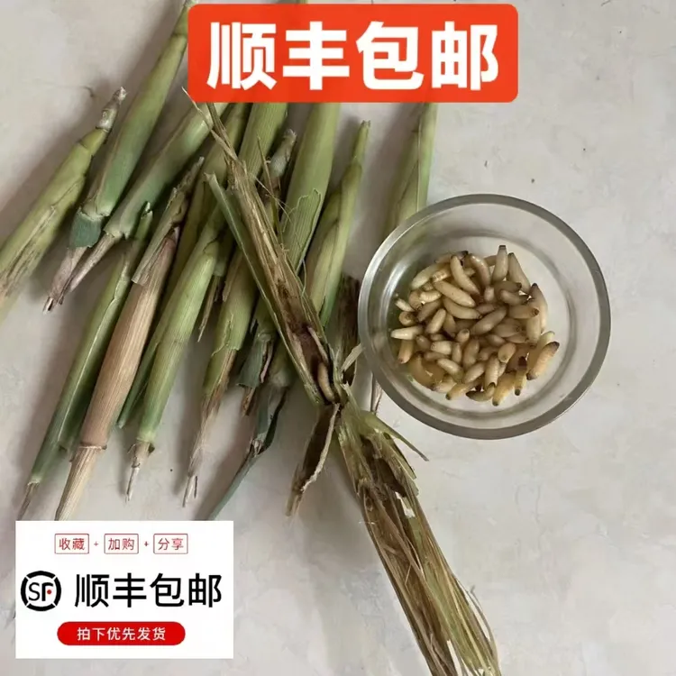 纯野生小鸟爱吃的高蛋白芦苇虫【夏季祛火 解暑佳品 补膘快】
