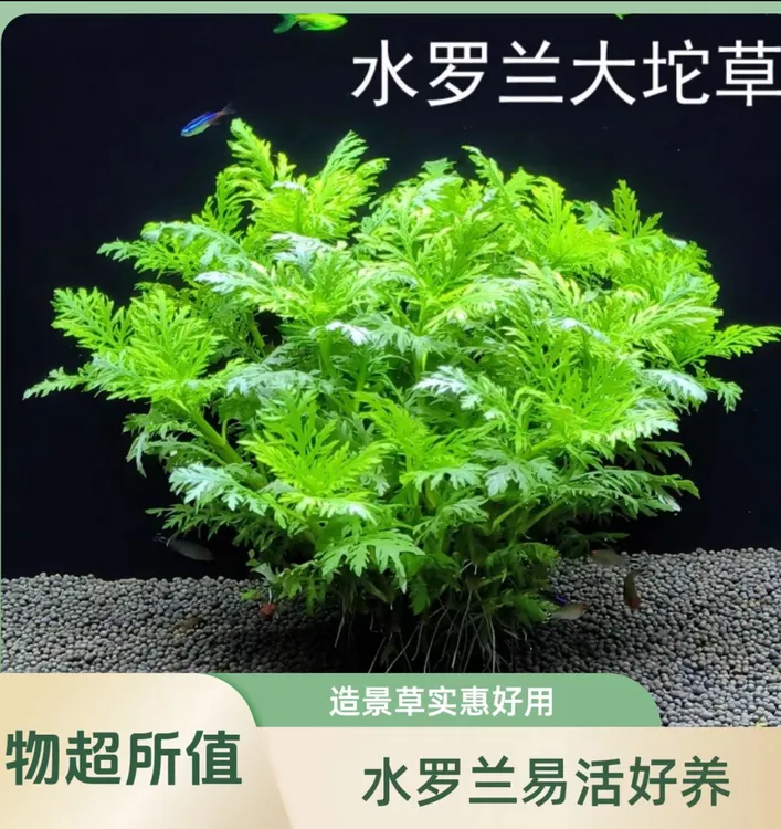 水罗兰坨草水草植物活体真草专用造景阴性水草懒人新手鱼缸水草