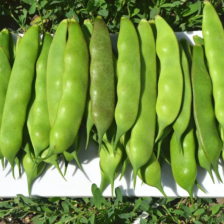 东北齐齐哈尔菜园油豆角开锅即烂新鲜蔬菜现摘现发