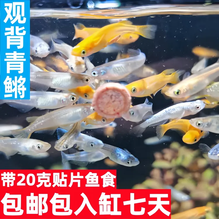 观背青鳉小型冷水观赏鱼皮实好养无需打氧新手懒人养鱼佳选