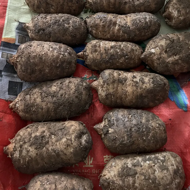 【正宗乌天麻】昭通高山小草坝林下天麻炖鸡煲汤营养脆嫩产地直发
