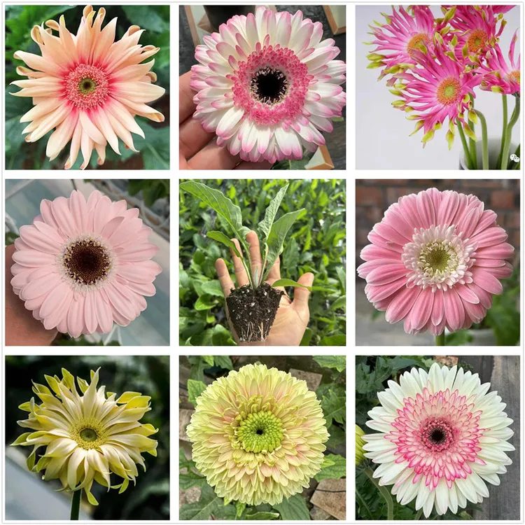 新品切花非洲菊苗 高杆扶郎花苗 阳台夏秋季开花植物非常容易养护