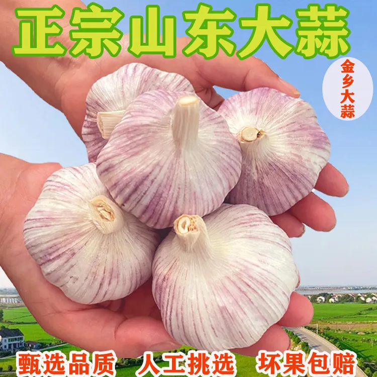 【农家土蒜】山东紫白皮大蒜腌制特大头干腊八蒜大蒜种子