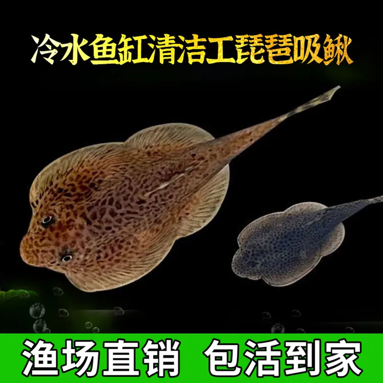 琵琶鱼双吸盘冷水清道夫不加温小提琴鱼缸清洁工原生鱼
