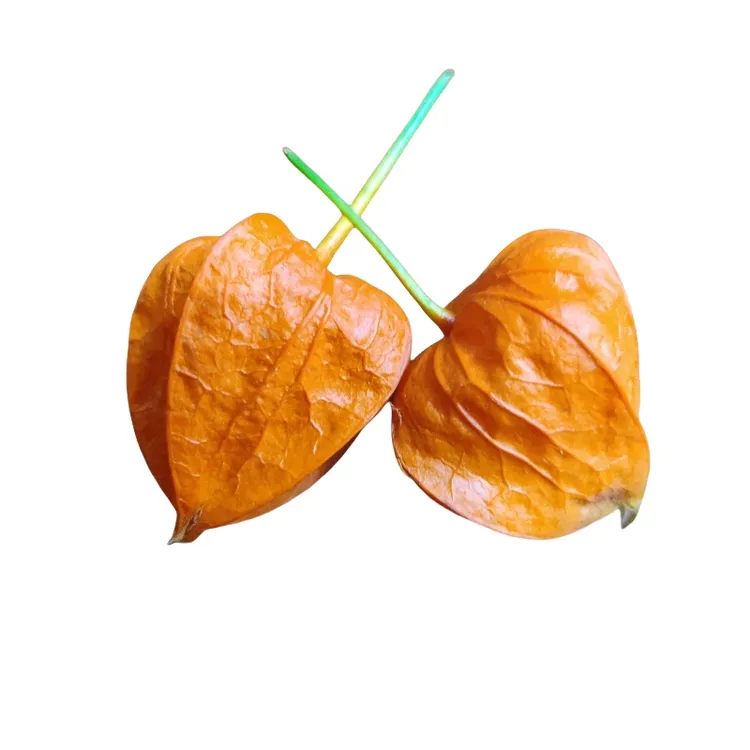 东北新鲜红菇新鲜姑娘野生干皮苦菇新货鲜果泡水锦灯笼顺丰包邮