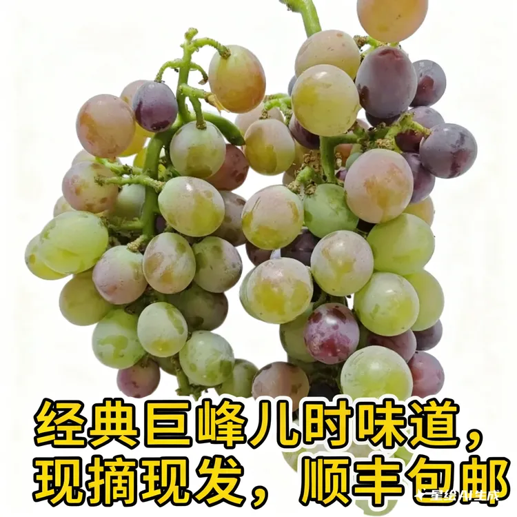 山东老式葡萄巨峰新鲜青红巨峰葡萄酸甜有籽应季孕妇水果无催熟