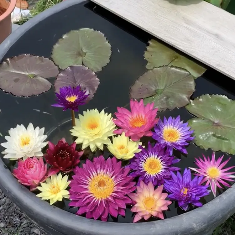 (带花苞)精选睡莲花苗 耐寒水培四季水养 池塘现挖苗睡莲根块花苗