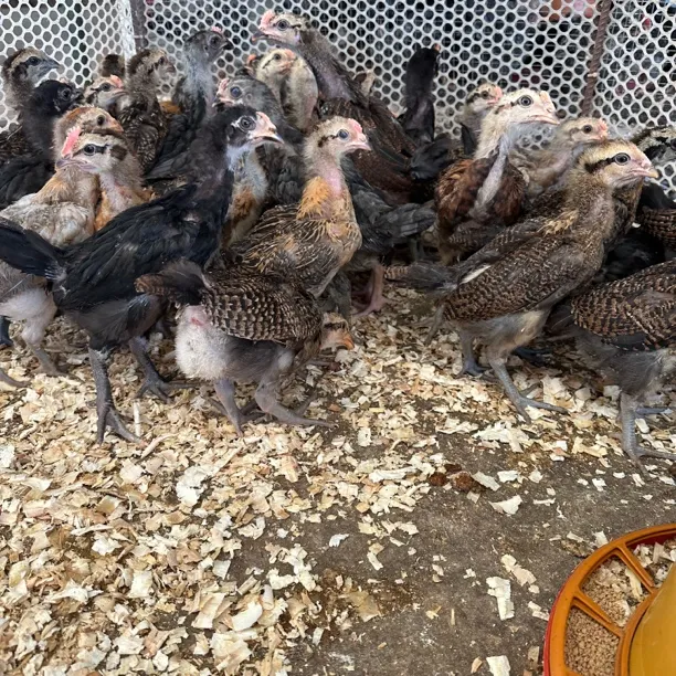 宠物鸡改良杂交斗鸡 半斤左右  8只起发顺丰包邮好养好喂