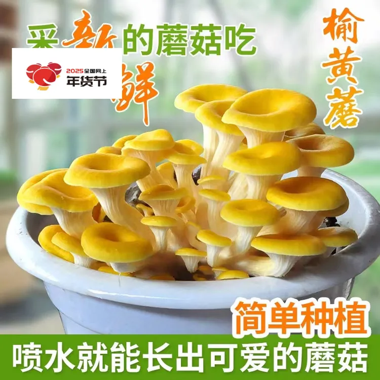   榆黄菇蘑菇菌包