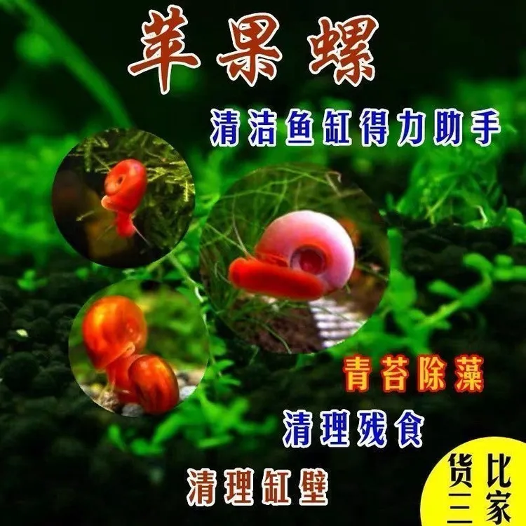 苹果螺除藻观赏螺清洁净化鱼缸残食必备狗头龟饲料吃粪大号工具螺