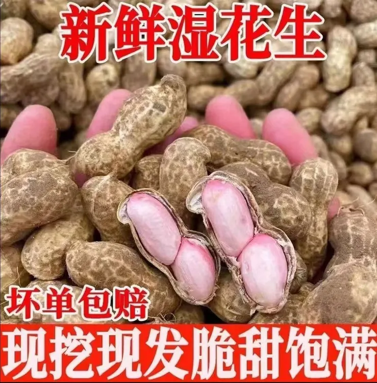 25年新鲜粉皮花生带壳湿花生现挖可水煮生吃农家自种带泥鲜花生