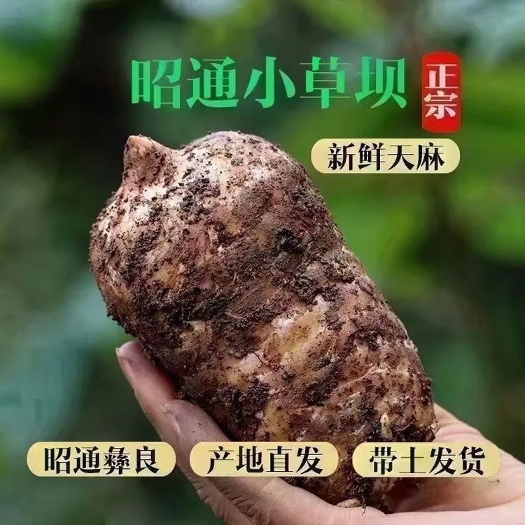 云南小草坝新鲜天麻现挖产地直发煲汤泡酒送礼首选