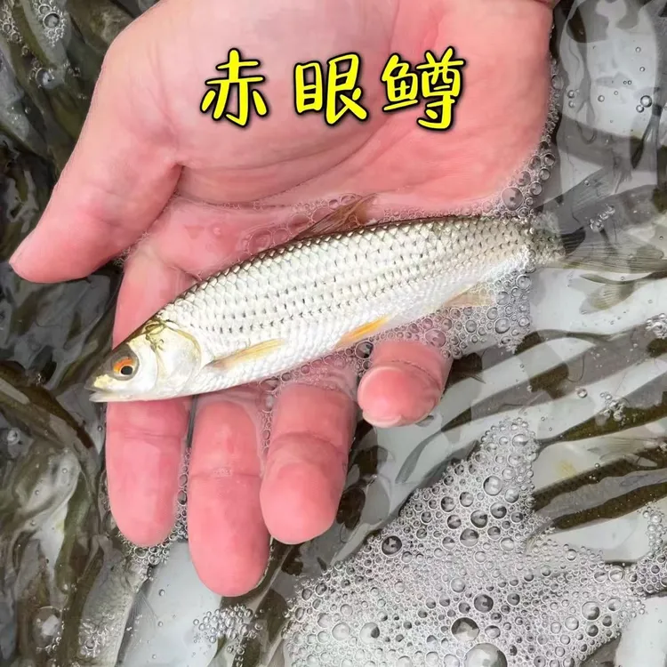 赤眼鳟鱼活体路亚鱼塘淡水养殖杂食性红眼鱼食用发货网红鱼生优选