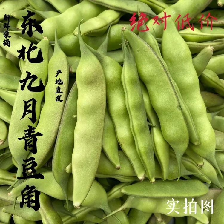 东北新鲜九月青豆角东北油豆角开锅烂无筋包邮