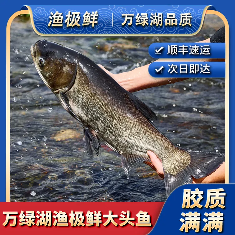 渔极鲜万绿湖大头鱼新鲜活鱼-正宗胖头鱼鳙鱼全鱼宴顺丰包邮活发