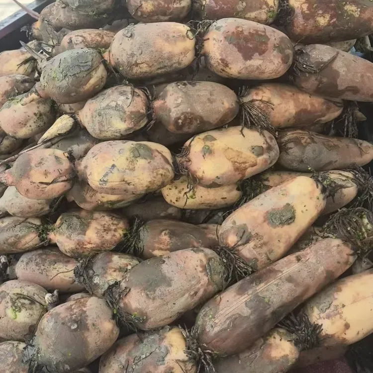 西胪半咸水莲藕（家有高压锅才能拍）