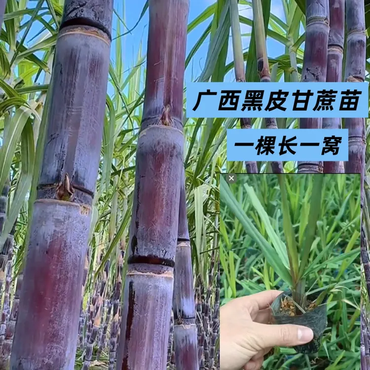 广西黑皮黄皮青皮甘蔗组培苗带土带叶发一棵长一窝盆栽地栽