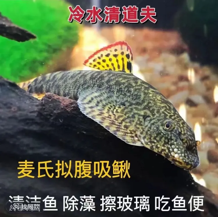 双吸盘 冷水清道夫 净化  清洁工 原生吸鳅 冷水鱼 吃残渣 擦玻璃