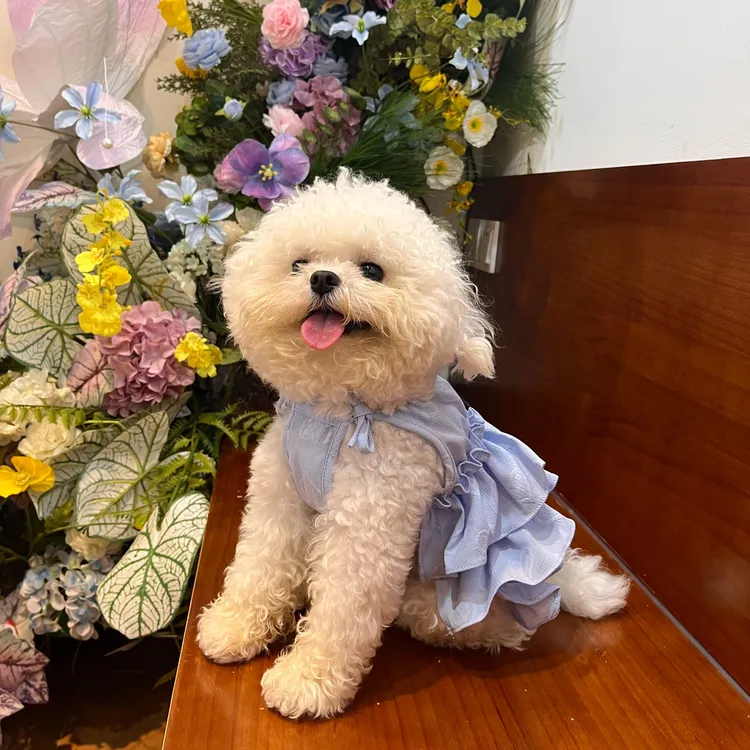 【小A专属】春夏新款爱心吊带比熊泰迪狗狗蛋糕裙子蝴蝶结短款