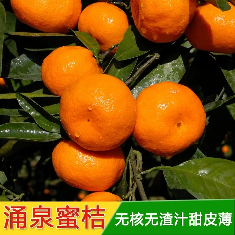 【英子专属】韩三岁甄选浙江台州涌泉蜜桔当季现摘新鲜橘子桔子水果特级果