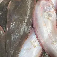 《本地大号细鳞比目鱼》个头大 肉厚  5斤装 天津发货 