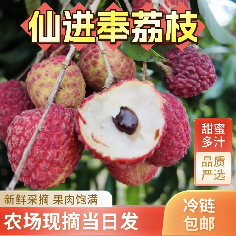 【荔枝王后仙进奉】冷链福建仙进奉荔枝新鲜采摘产地直发不泡水应季