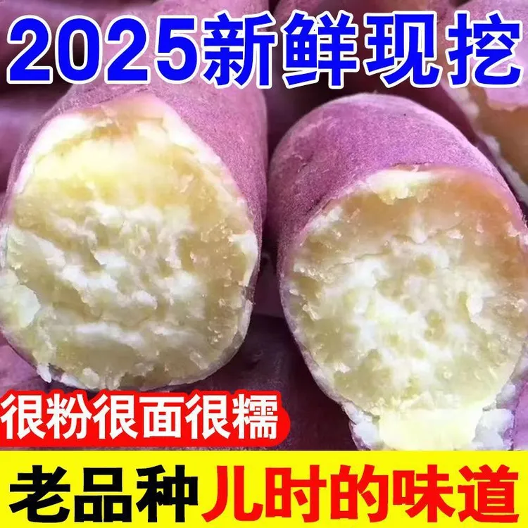 洋县槐树关周湾村现挖正宗红皮白心板栗红薯软糯香甜沙地番薯新鲜