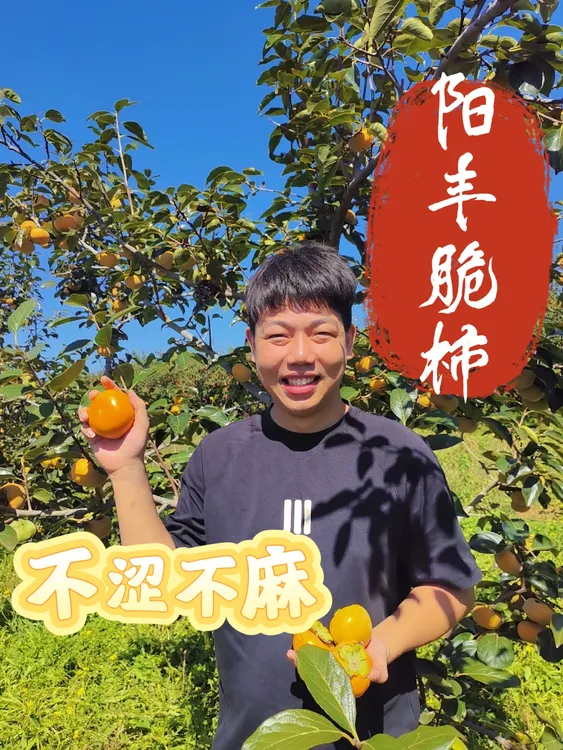 山西临猗阳丰脆甜柿子不涩不麻脆甜嘎嘎脆坏果包赔