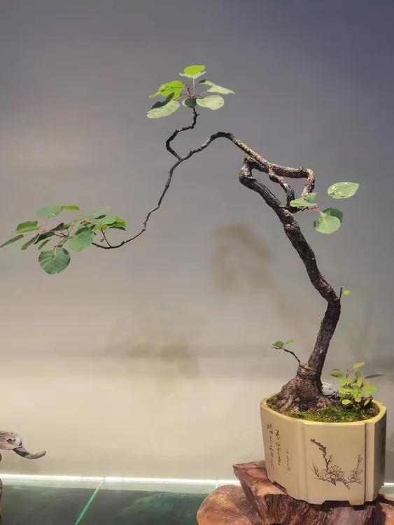 精品香山红叶黄栌盆景掌玩绿植可作茶台小品