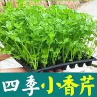 四季小香芹秧苗香味浓郁高产耐寒耐热阳台盆栽地栽带土发货蔬菜苗