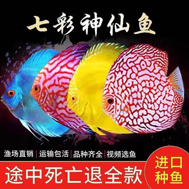 七彩神仙鱼观赏鱼热带鱼淡水鱼鸽子美人活体鱼苗好养耐活颜色丰富