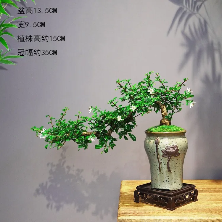 【中国风造型】吸水石福建茶盆景老桩悬崖室内绿植桌面盆栽造型植