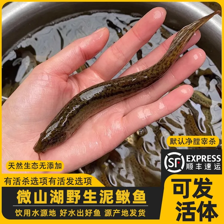 纯生态土泥鳅新鲜活鱼可宰杀可发活体泥鳅鱼黄鳅青鳅板鳅顺丰发货