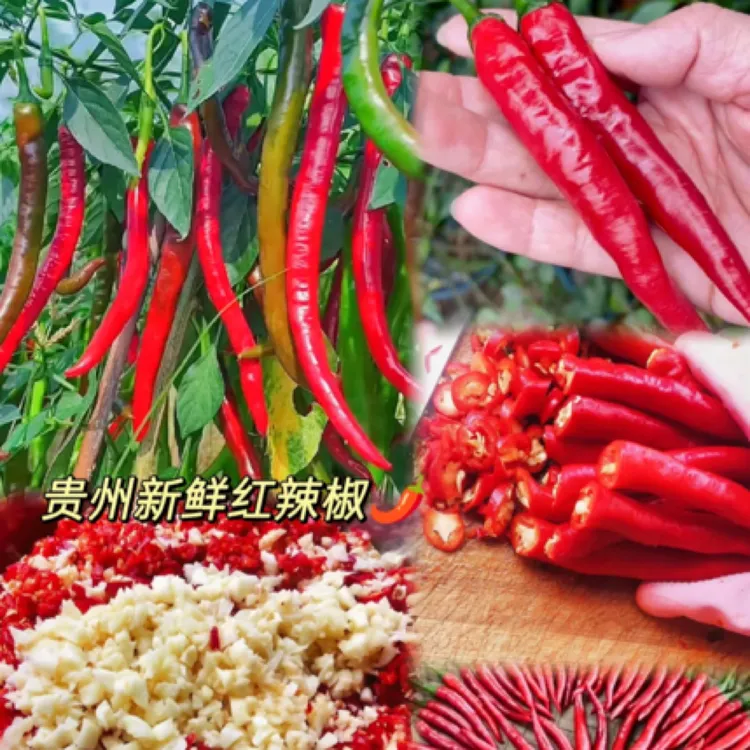 贵州正中新鲜二荆条红线椒现摘现发可做剁椒辣椒酱