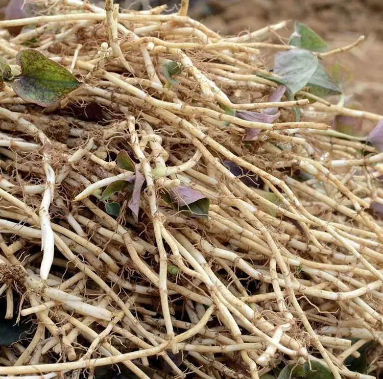 现挖新鲜带泥折耳根鱼腥草嫩根可凉拌炒腊肉的爽口蔬菜