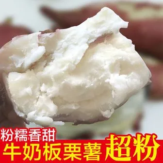 白心板栗红薯新鲜现挖