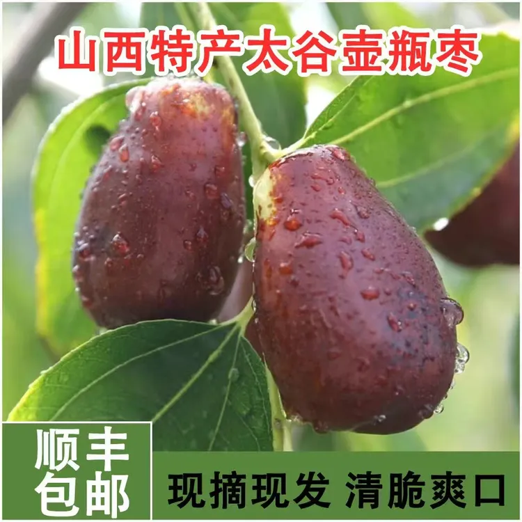 山西精选太谷壶瓶枣果园现采现摘新鲜脆甜优质脆枣