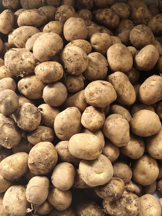 毕节二代黄皮黄心土豆米拉洋芋干巴洋芋