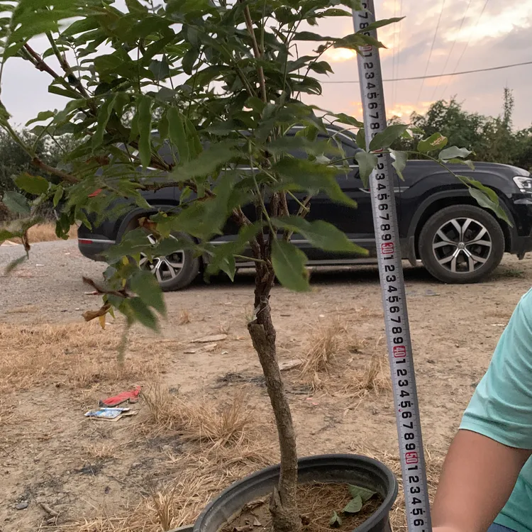 紫罗兰盆景 一盆一拍原盆发货