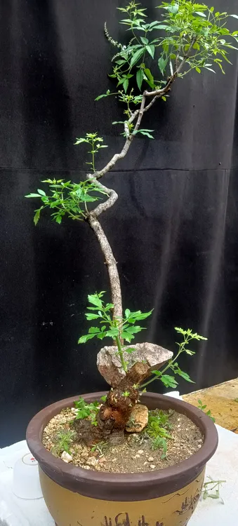 泰山黄荆盆景适合茶室客厅摆放都美竹南太行蓝花楹