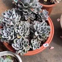 116美尻 一物一拍多肉