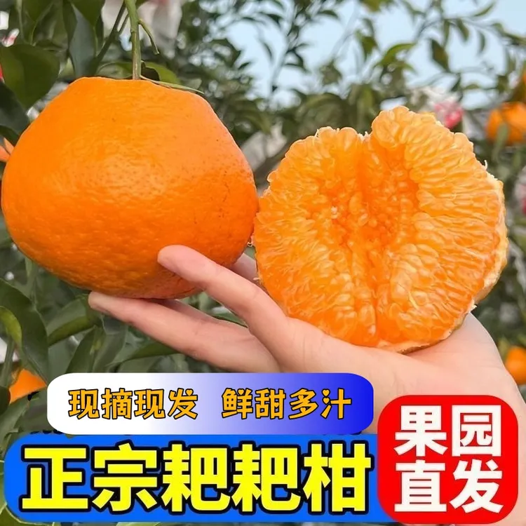 【现摘现发】正宗四川春见耙耙柑鲜甜可口粒粒爆汁皮薄无渣新鲜维C
