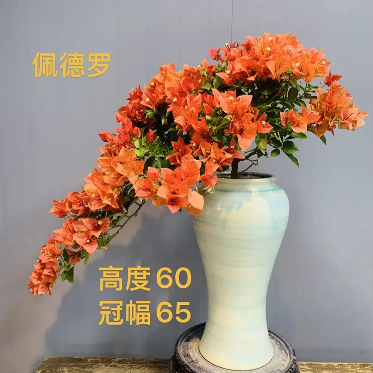 佩德罗三角梅瀑布桩单飘意境款勤花好养四季开花适合茶台室内庭院