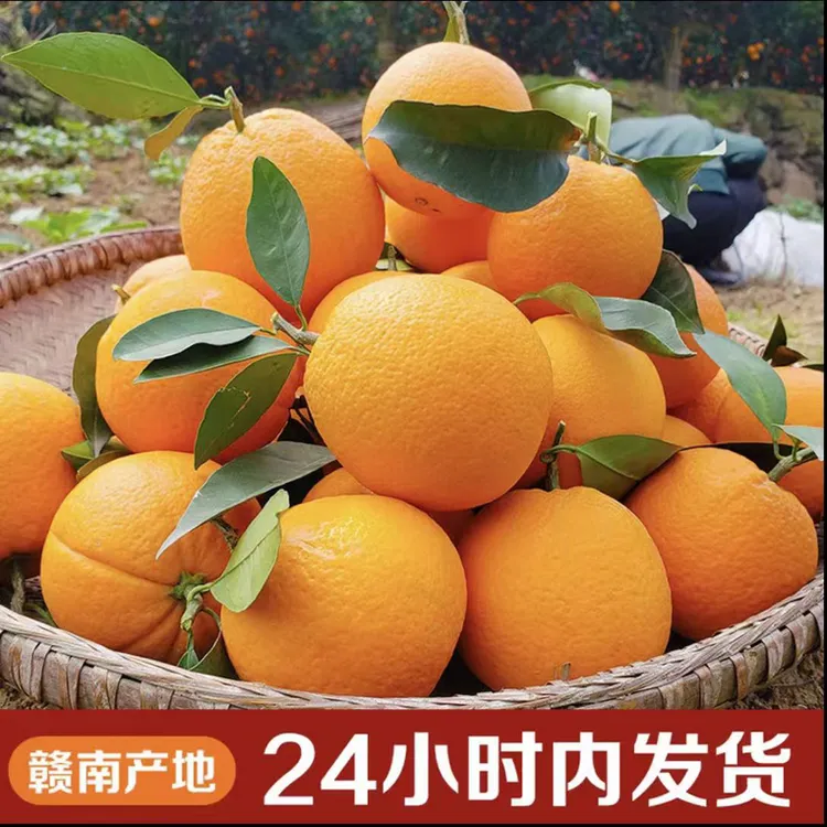现摘正宗赣南早熟脐橙寻乌应季水果新鲜橙子产地直发特产好吃大果