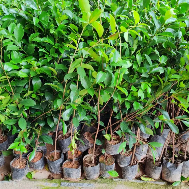榕树小叶榕正宗原生实子苗能成大树品种气根榕独木成林四季常青树