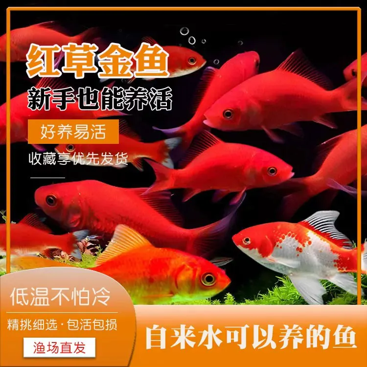 大尺寸草金鱼活鱼苗观赏鱼冷水鱼淡水红草金好养耐活锦鲤练手易养