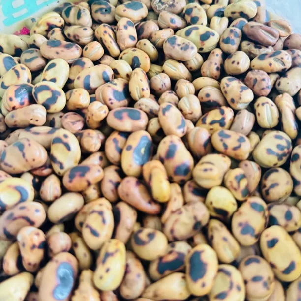 绿心蚕豆铁板干炒原味新货绿豌豆炒货铁板胡豆散装磨牙零食很硬