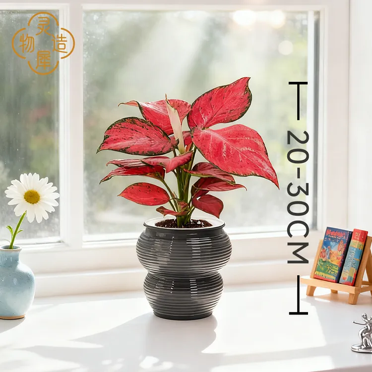 【基地直发】土培如意皇后盆栽吉祥如意懒人易养绿植室内办公室植物