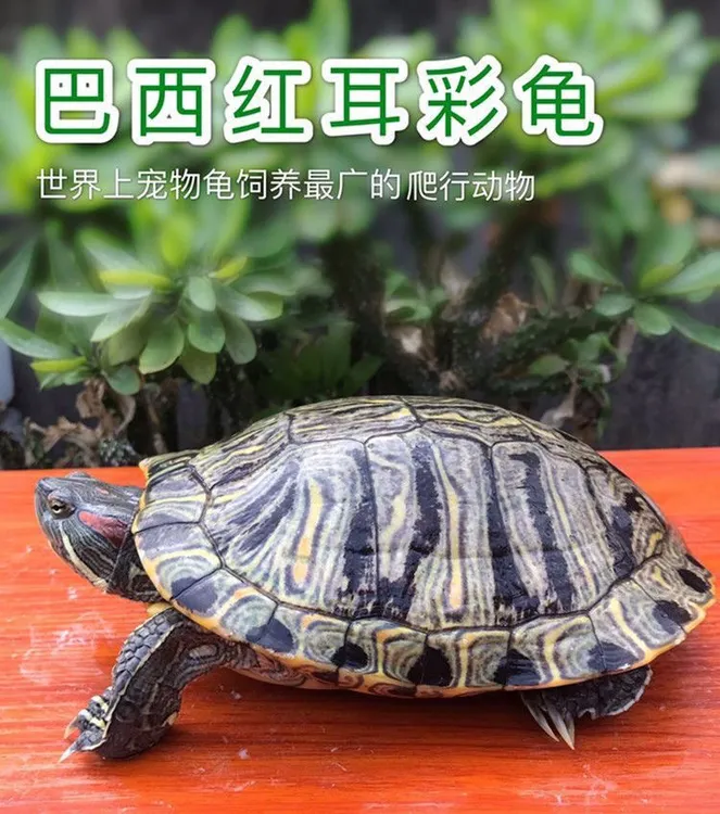 大巴西龟红耳巴西龟彩龟特大乌龟超大好养龟招财龟长寿龟